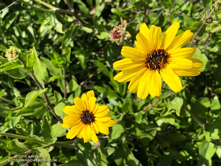 Encelia, also known as bush sunflower, along the pipeline service road that connects west Lasky Mesa to East Las Virgenes Canyon.  March 28, 2019.