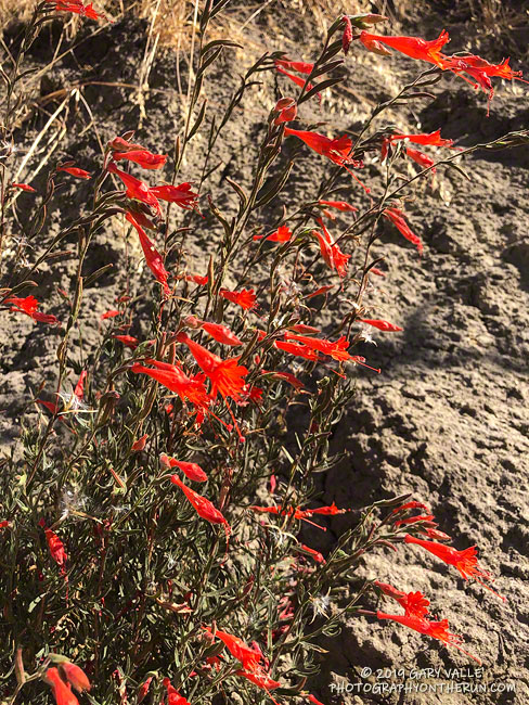 California fuchsia (Epilobium canum) along East Las Virgenes Canyon fire road about 0.5 mile from Victory Trailhead. October 3, 2019.