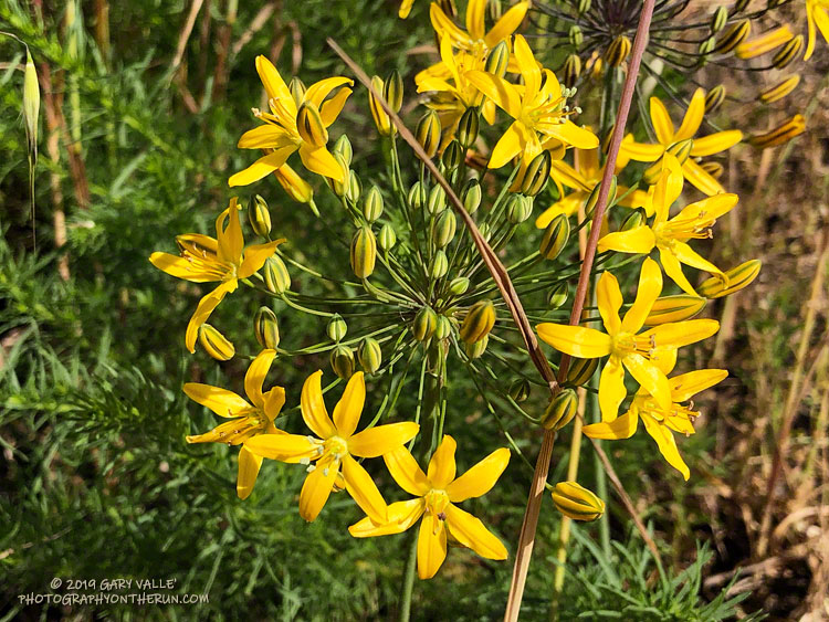 Golden stars (Bloomeria crocea) and the next flower in this album typically bloom after the annual grasses have gone to seed and turned a golden-brown. These are on Lasky Mesa. May 1, 2019