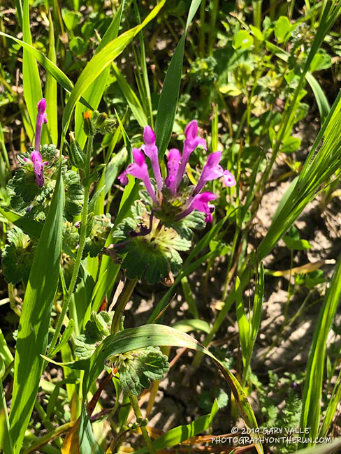 Henbit, an introduced plant, in East Las Virgenes Canyon. March 26, 2019.