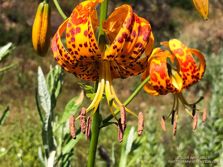 It's always a surprise to see Humboldt Lilies (Lilium humboldtii ssp. ocellatum) blooming in hot, dry chaparral. These are along the Sheep Corral Trail in upper Las Virgenes Canyon. June 19, 2019.