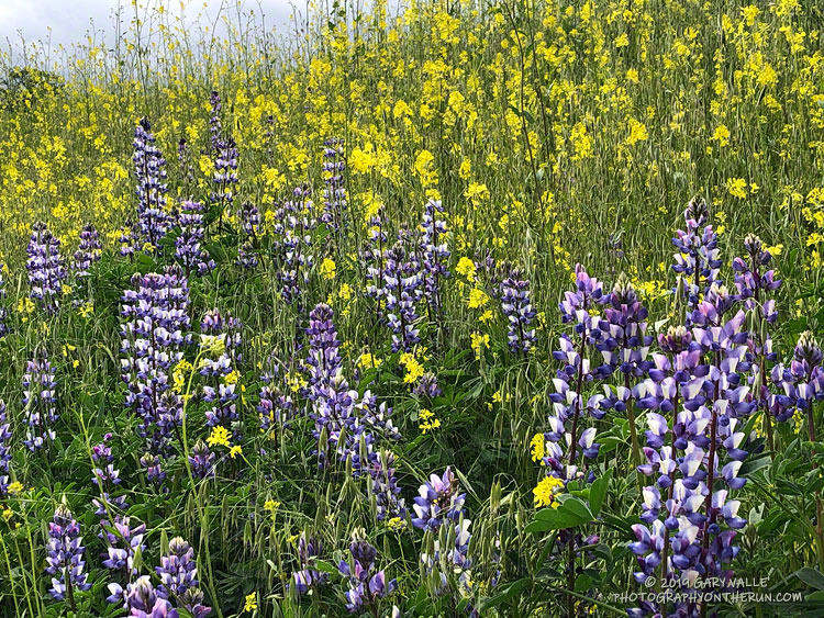 Lupine, nearly overgrown by introduced grasses and black mustard, along East Las Virgenes Canyon Road. This is probably arroyo lupine. April 3, 2019.