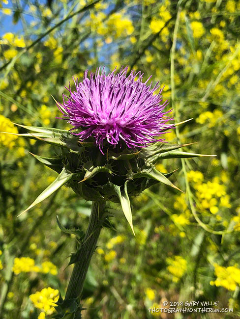 Milk-thistle (Silybum marianum), a pestilent, invasive plant that is especially abundant following wet rain seasons. This is part of a large patch of milk-thistle near the junction of East Las Virgenes Canyon and Las Virgenes Canyon.