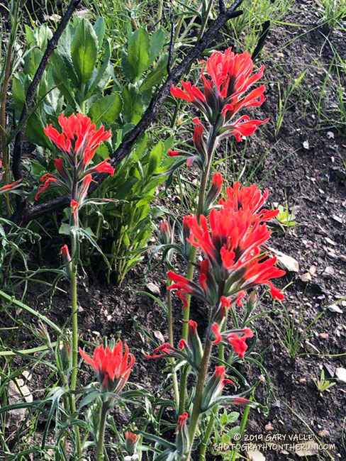 Paintbrush (Castilleja affinis) along  the connector between Las Virgenes Canyon and Cheeseboro Canyon. March 27, 2019.