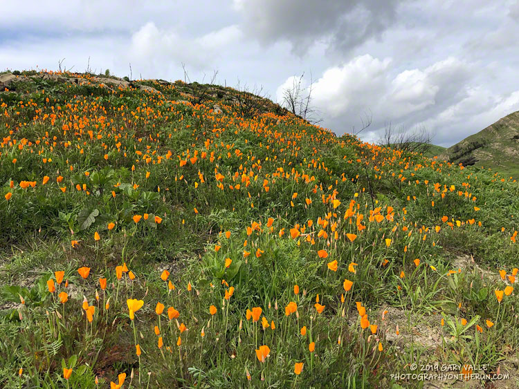 California poppies in upper Las Virgenes Canyon at the Cheeseboro connector. February 20, 2019.