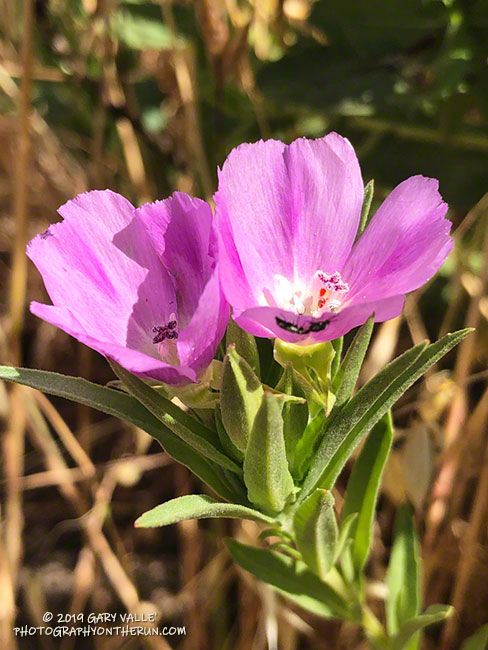 Purple Clarkia (Clarkia purpurea) along East Las Virgenes Canyon fire road about 0.6 mile from Victory Trailhead. May 14, 2019.