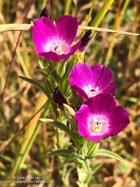 Dark form of Purple Clarkia (Clarkia purpurea) along East Las Virgenes Canyon fire road about 0.6 mile from Victory Trailhead. May 14, 2019.
