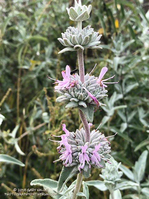 Purple Sage (Salvia leucophylla) in upper Las Virgenes Canyon along the fire road connecting Las Virgenes Canyon and Cheeseboro Canyon. May 15, 2019.