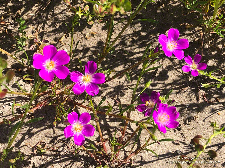 Red maids (Calandrinia ciliata) along the Mary Wiesbrock Loop Trail on the south side of Lasky Mesa. March 18, 2019.
