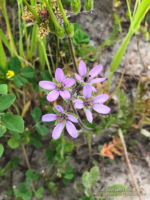 Red-stem filaree (Erodium cicutarium) in East Las Virgenes Canyon. Also known as storkbill, the introduced plant is common throughout the area. April 4, 2019.