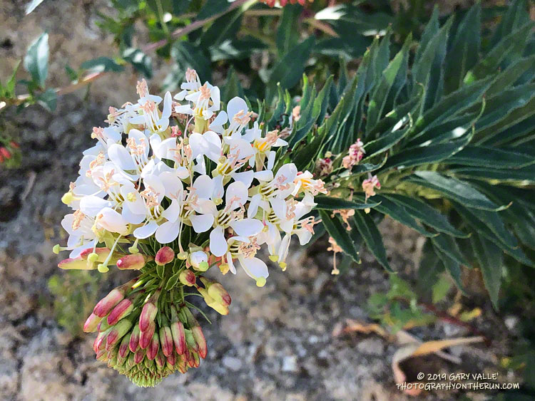 Shredding primrose (Eremothera boothii ssp. decorticans) along the SCE service road that connects Las Virgenes Canyon trailhead to Cheeseboro Ridge. April 16, 2019. Was observed here prior to the Woolsey Fire.