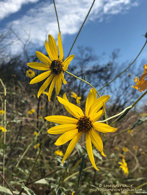 Slender sunflower (Helianthus gracilentus) along the ridge to Castle Peak. July 25, 2019.