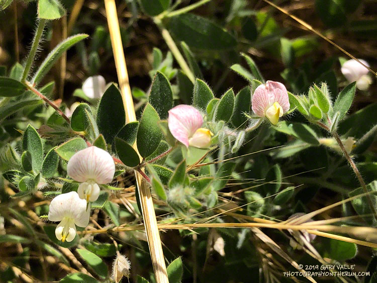 Viewed along a trail, the flowers of Spanish clover (Acmispon americanus var. americanus) are tiny and nondescrip. A closer view reveals its intricate pea-like blossom. June 24, 2019. These were along the road that connects East Las Virgenes Canyon to the middle of Lasky Mesa.