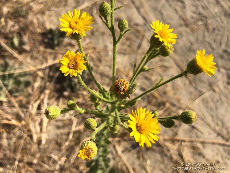 Telegraph weed (Heterotheca grandiflora) on Lasky Mesa.  September 26, 2019.