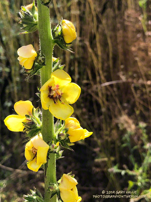 Wand mullein (Verbascum virgatum), an introduced plant, along Las Virgenes Canyon fire road. May 29, 2019.