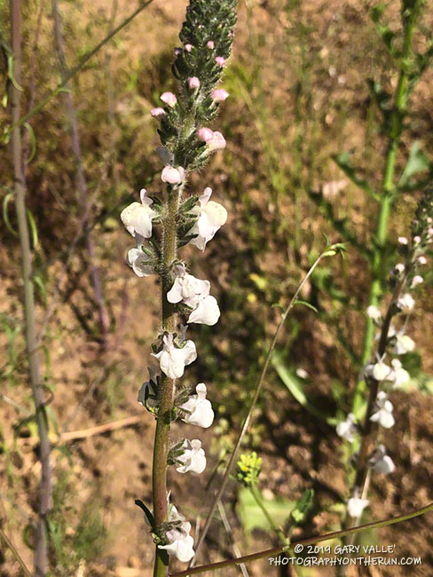 White snapdragon (Antirrhinum coulterianum) along Upper Las Virgenes Canyon fire road. April 24, 2019.