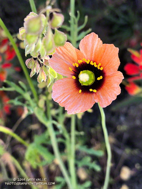 Uncommon and easily overlooked, the diminutive wind poppy (Papaver heterophyllum)  is uniquely colorful. April 16, 2019.