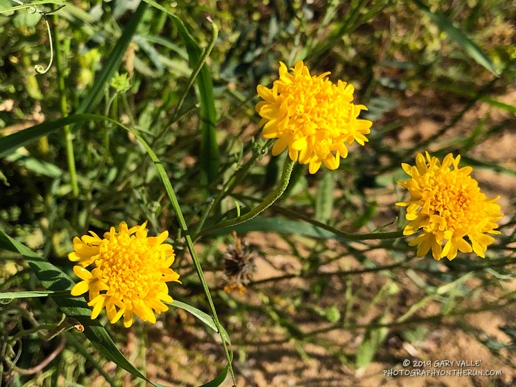Yellow Chaenactis (Chaenactis glabriuscula) along the Sheep Corral Trail in upper Las Virgenes Canyon. May 12, 2019.