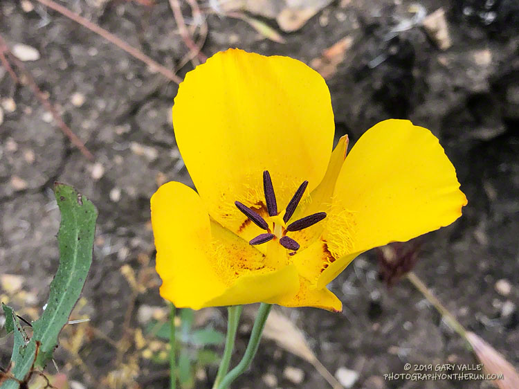Yellow mariposa lily (Calochortus clavatus) in Cheeseboro Canyon along the fire road connecting Las Virgenes Canyon and Cheeseboro Canyon. May 15, 2019.