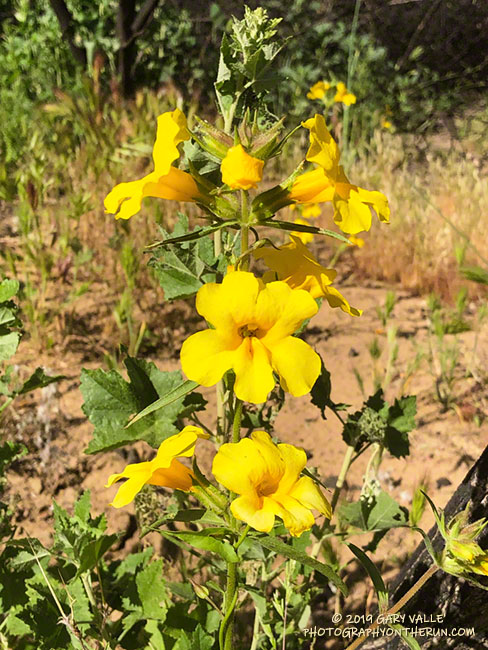 Yellow monkey flower (Mimulus brevipes) along the Sheep Corral Trail. April 24, 2019.