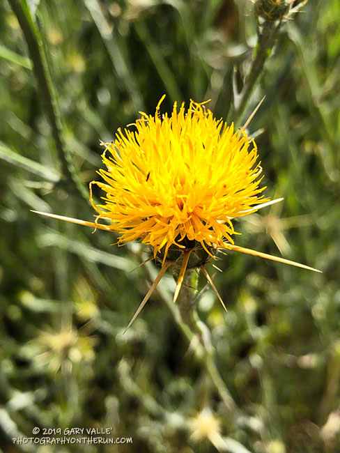 Yellow star thistle (Centaurea solstitialis), an introduced plant, along Las Virgenes Canyon fire road. May 29, 2019.