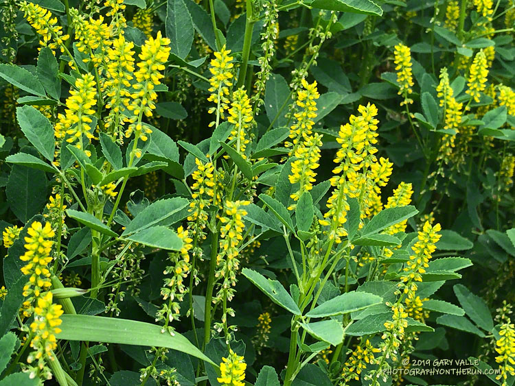 Yellow sweet clover (Melilotus indicus) in East Las Virgenes Canyon. Another common introduced plant. April 4, 2019.