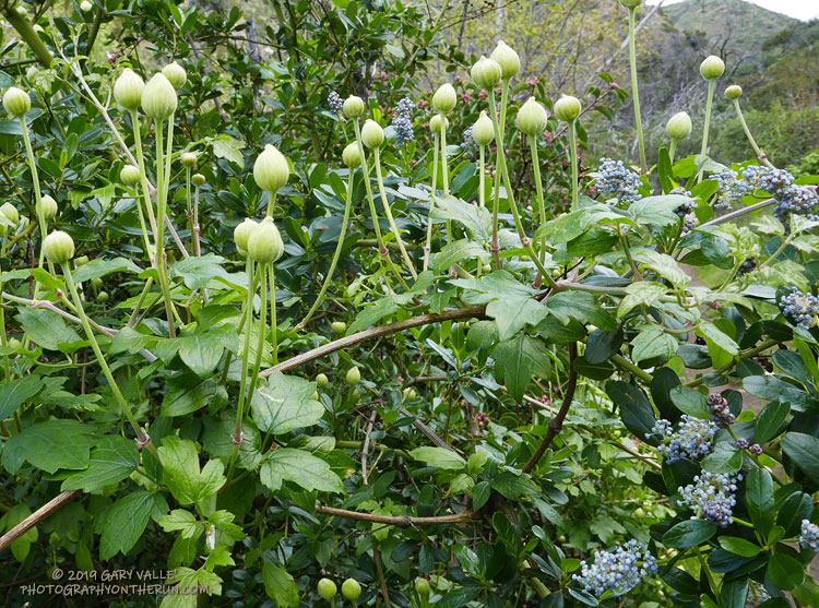 Chaparral clematis and California lilac along the Upper Sycamore Trail.