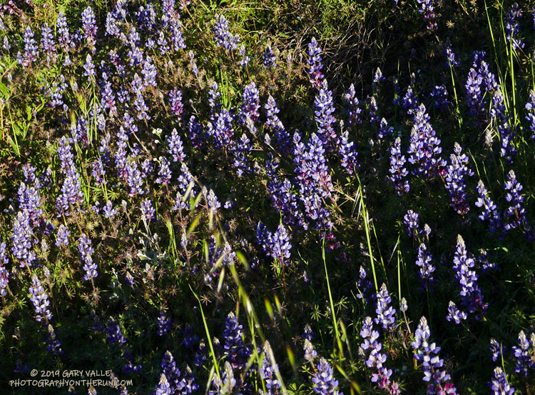 Lupine along Sycamore Canyon Road.