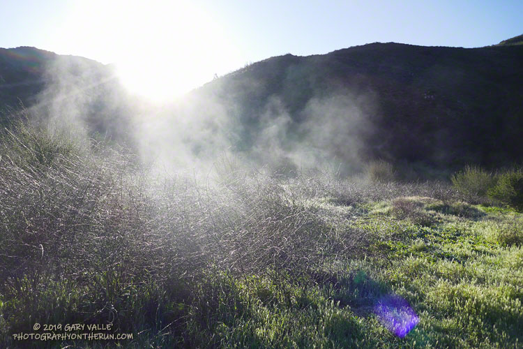 Steaming plants in Big Sycamore Canyon. "Steam fog" forms when warm water vapor is cooled by a cold layer of air.