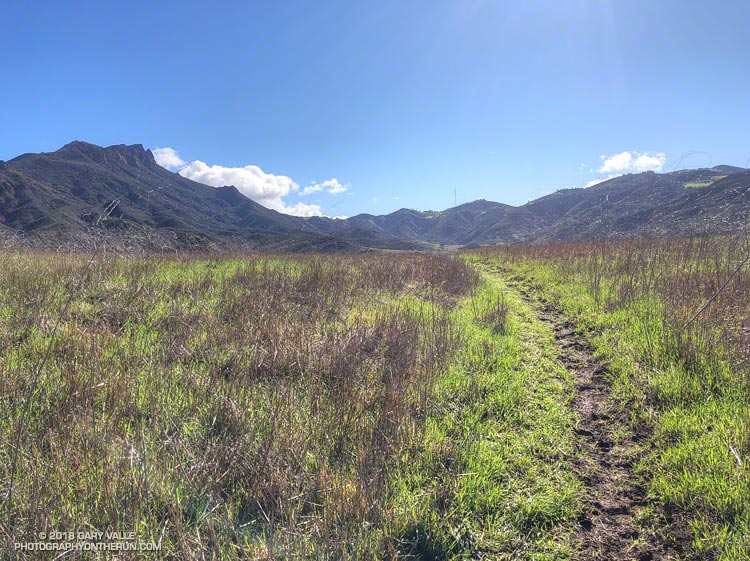New grass and a muddy trail in Serrano Valley.