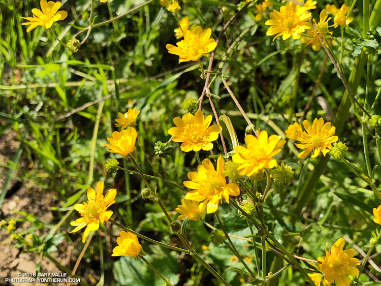 California Buttercup (Ranunculus californicus) along the Phantom Trail. Malibu Creek State Park. April 28, 2018.