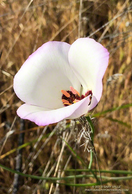 Catalina Mariposa Lily along the Musch Trail. Topanga State Park. April 21, 2018.