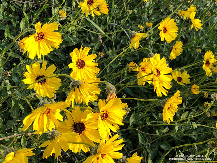 Bush Sunflower (Encelia californica). Topanga State Park. April 21, 2018.