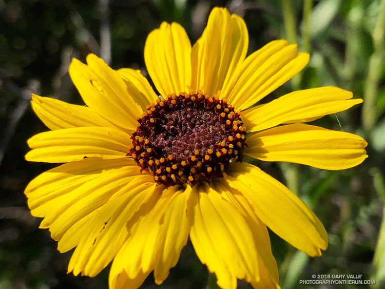 Bush Sunflower (Encelia californica) along the Phantom Trail. Malibu Creek State Park. April 28, 2018.