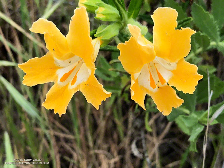 Bush Monkey Flower (Mimulus aurantiacus) along Cheeseboro Ridge connector from Las Virgenes Rd. May 2, 2018. The flowers often occur in pairs.