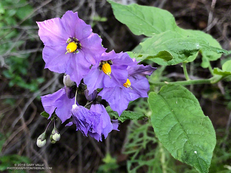 Purple Nightshade along Garapito Trail. Topanga State Park. April 21, 2018.