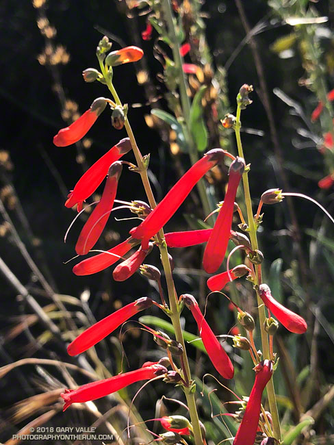 Scarlet Bugler (Penstemon centranthifolius) along upper Las Virgenes Canyon Rd. Upper Las Virgenes Canyon Open Space Preserve. May 9, 2018.