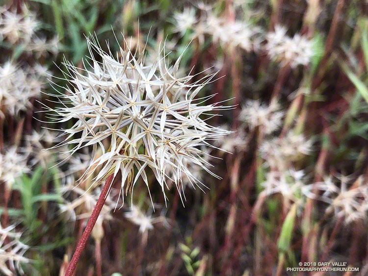 Silver Puffs seed head along East Las Virgenes Canyon Rd. Upper Las Virgenes Canyon Open Space Preserve. May 2, 2018.