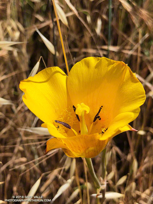 Yellow Mariposa Lily along the Chumash Trail. May 23, 2018.