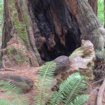 Fire-scarred redwood in Muir Woods