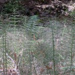 Horsetail fern in Muir Woods