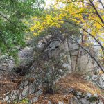 Bay, alder and bigleaf maple in Bear Canyon