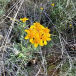 Golden yarrow blooming in December 2023, following a false Spring.