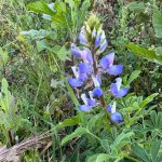 Solitary lupine blooming out of season in December 2023.